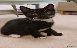 Domestic Shorthair cats for sale: Why nobody wants us? 😞😿 - Image 9
