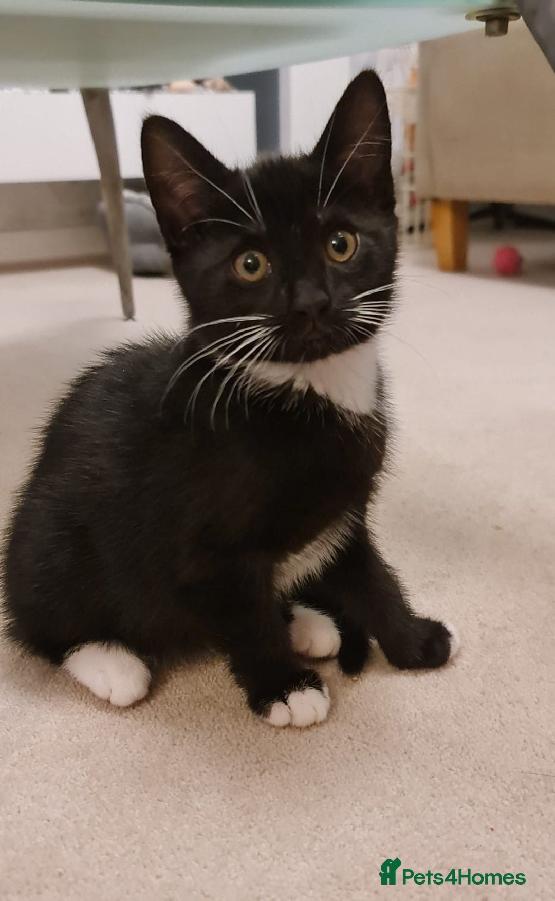 Domestic Shorthair cats for sale: Why nobody wants us? 😞😿 - Image 9