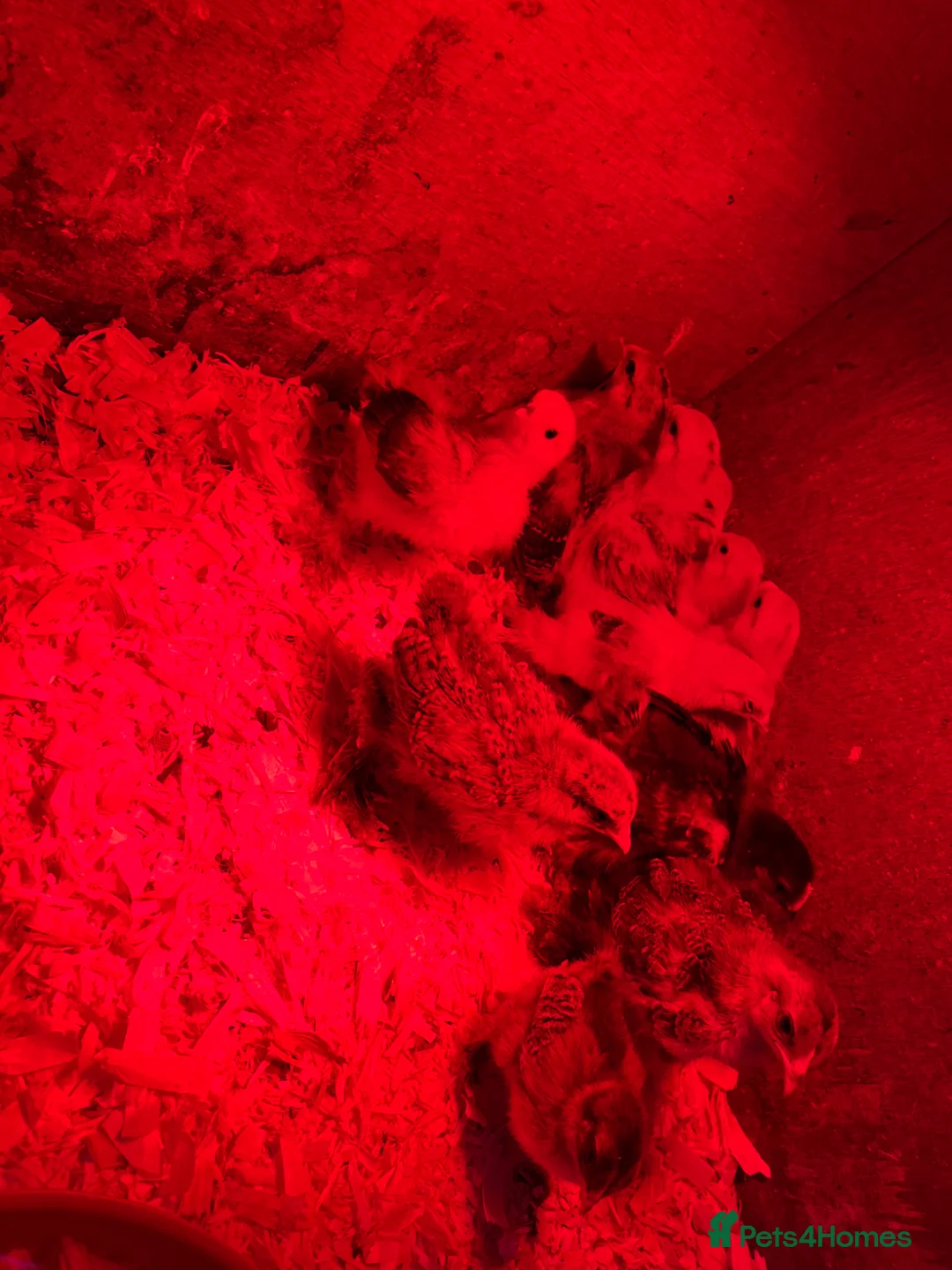 Chickens poultry for sale: Bantam chicks  - Advert 2