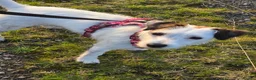 Mixed Breed dogs for sale: Jack russell/parson russell for sale in Cumnock - Advert 8