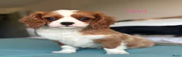 Cavalier King Charles Spaniel dogs for sale: 🐾KC reg,Extensively health tested Cavalier pups🐾 - Advert 15