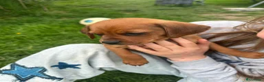 Mixed Breed Puppy 1