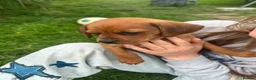 Mixed Breed dogs for sale: Mixed Breed Puppies  - Advert 25