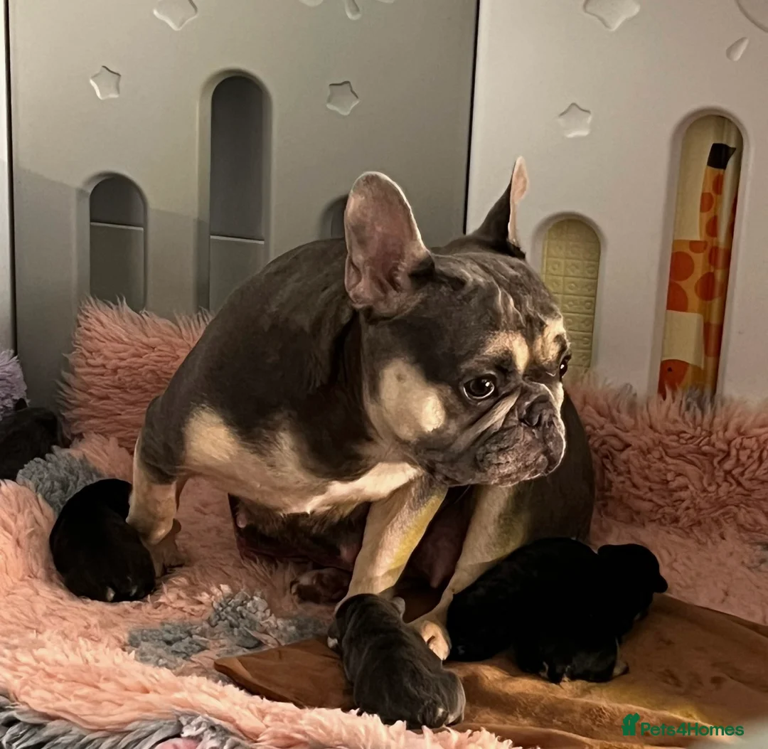 French Bulldog dogs for sale: Stunning Kc French Bulldog puppies  - Advert 7