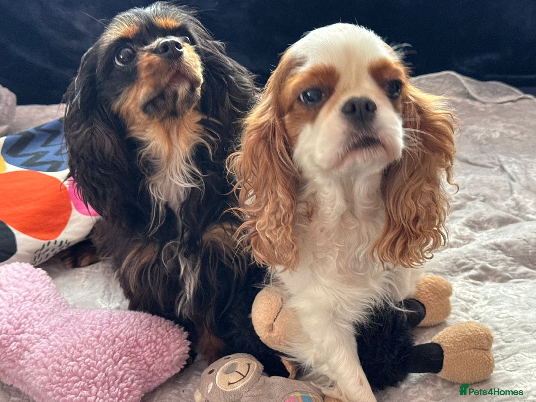 Cavalier King Charles Spaniel dogs for adoption: Daisy’s Story: Saved from the Brink of Death - Image 12