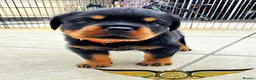 Rottweiler dogs for sale: BEAUTIFUL ROTTWEILER PUPPIES FULL KC SHOW QUALITY  - Advert 6