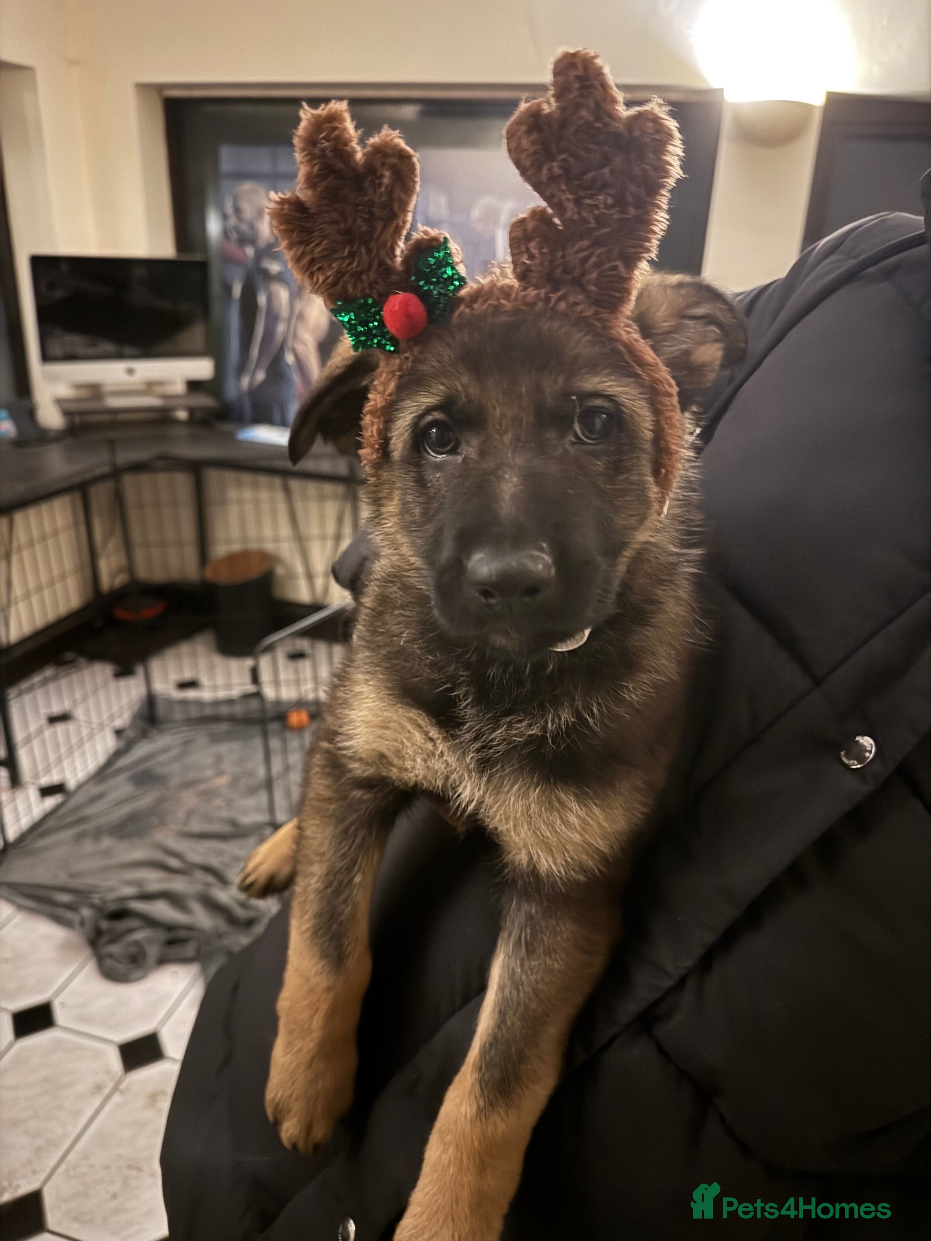 German Shepherd dogs 1 Stunning German Shepherd Left Ready To Go Now - Advert 8