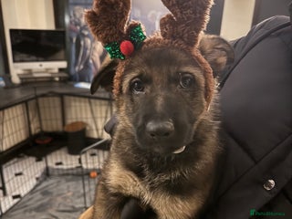 German Shepherd dogs 1 Stunning German Shepherd Left Ready To Go Now - Advert 4