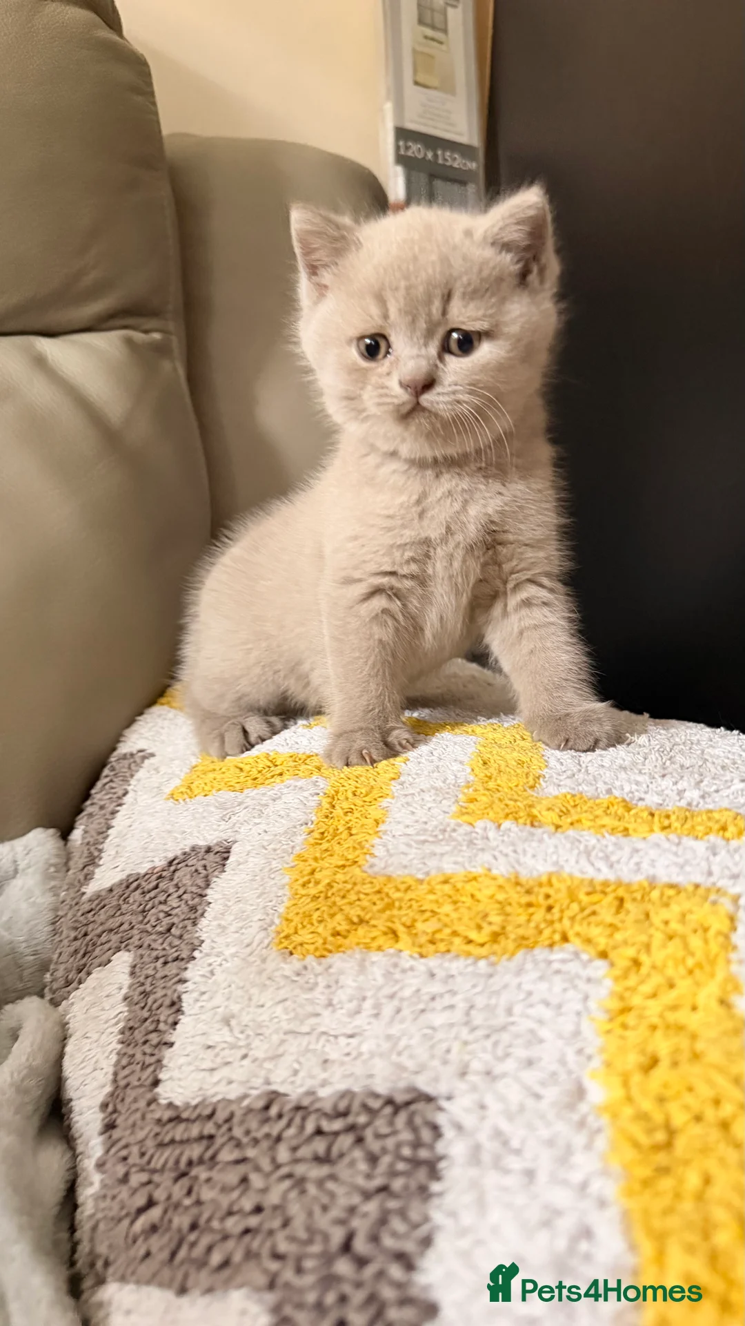 British Shorthair cats for sale: British Short hair and Scotish Fold - Advert 22