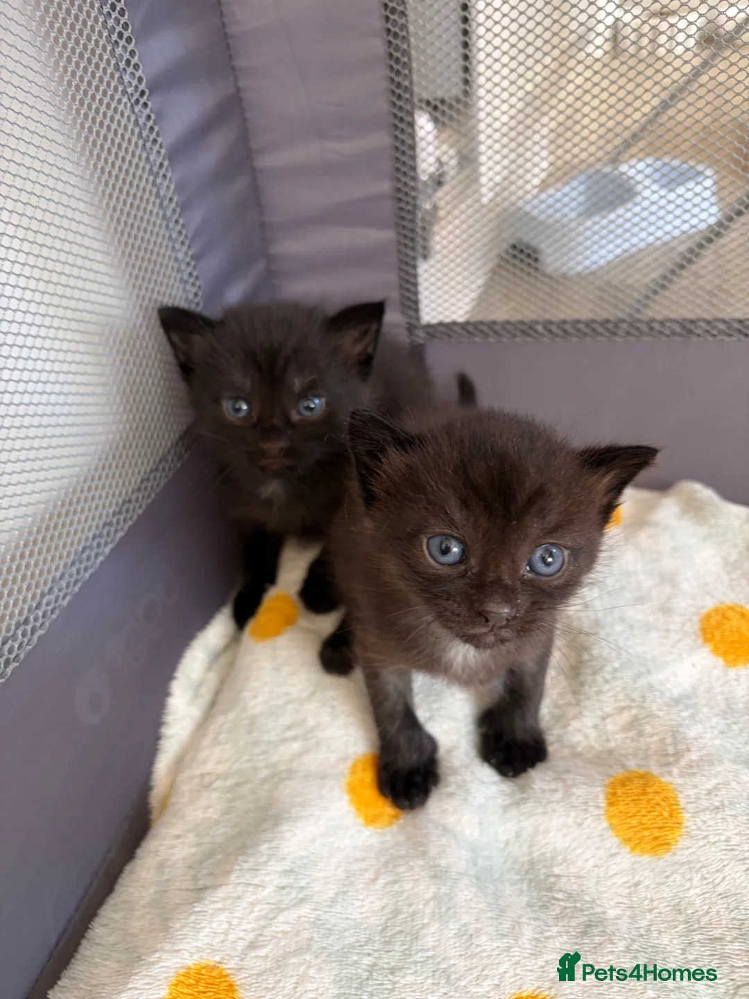 British Shorthair cats for sale: British Blue shorthair X Siamese Kittens - Advert 2
