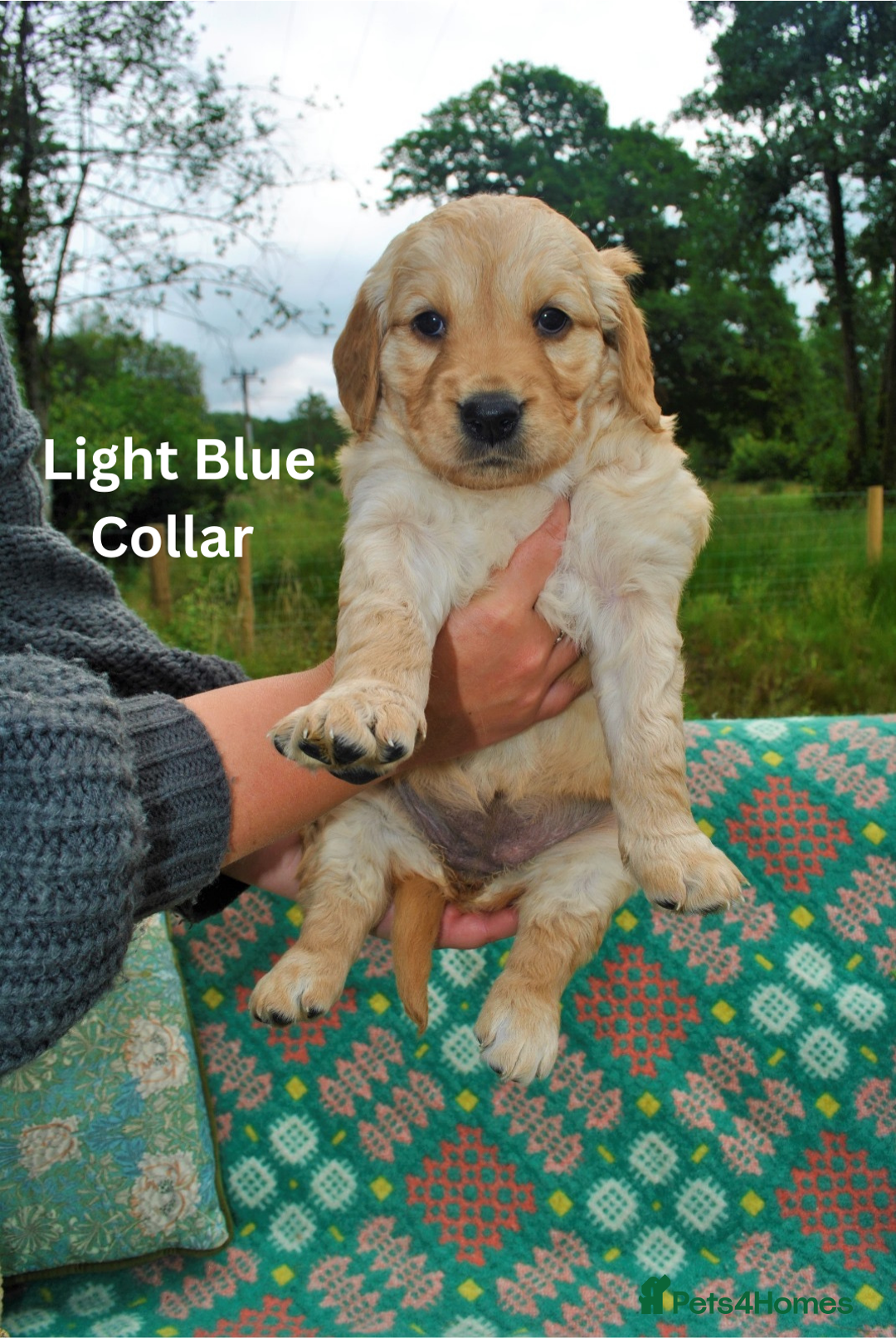 Golden Retriever dogs for sale: 🐾 KC Registered Golden Retriever Puppies 🐾 - Image 22