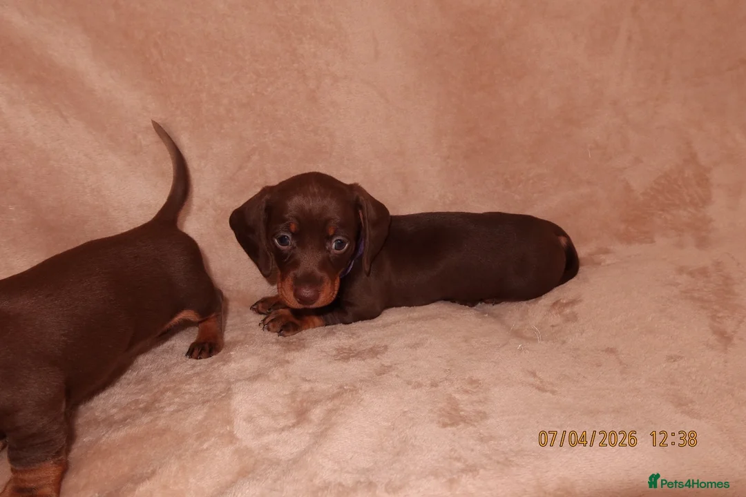 Miniature Dachshund dogs for sale: Only 2 Left!!! miniature dachshund puppies. - Advert 2