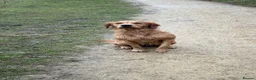 Golden Retriever dogs for sale: GOLDEN RETRIEVER PUPPIES FOR SALE in Crook - Advert 4
