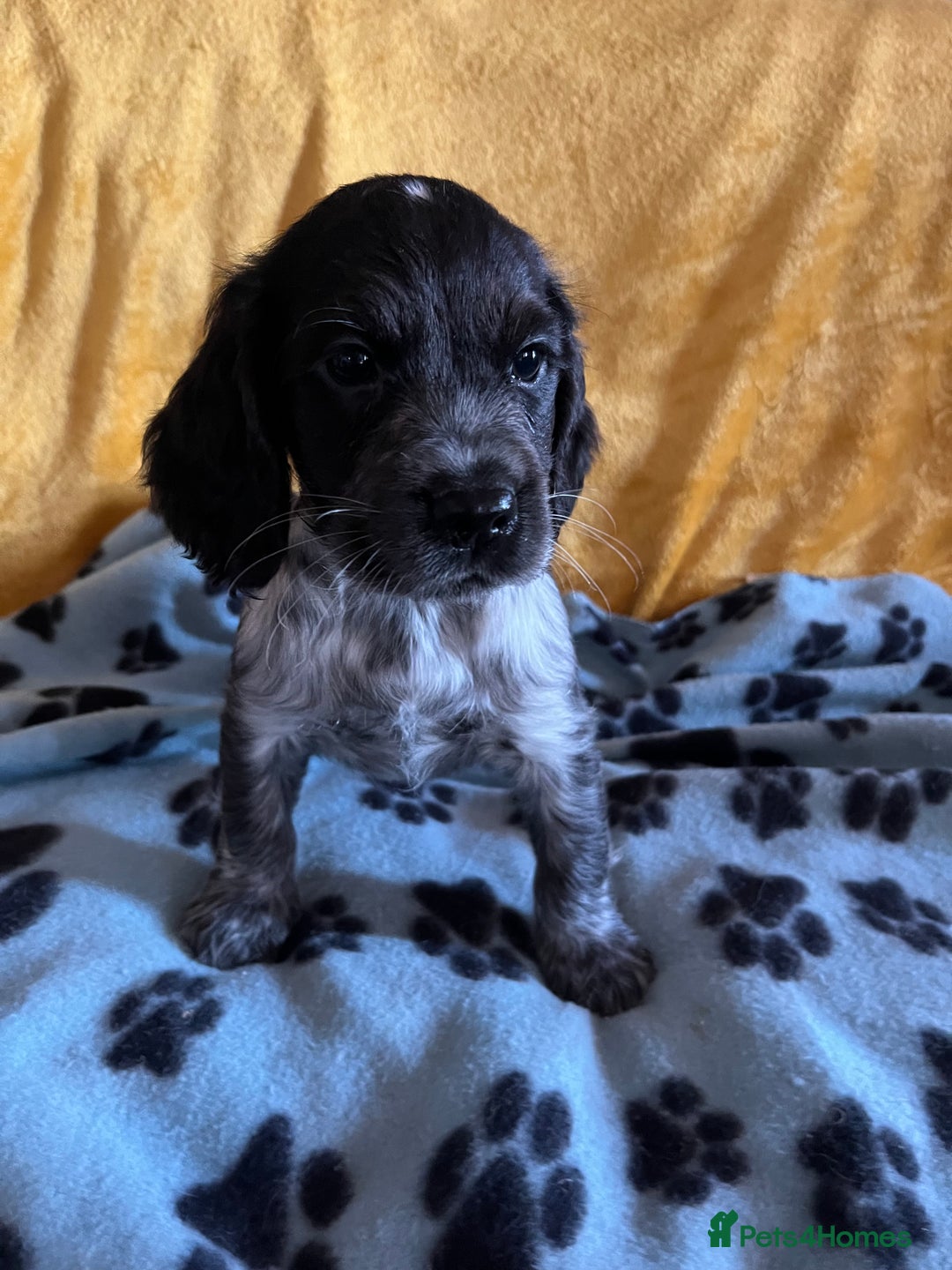 Cocker Spaniel dogs for sale: Show type blue roan cocker spaniel puppies  - Image 5