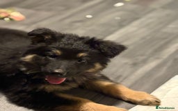 German Shepherd dogs for sale: Ready Now-KC, health Tested German Shepherd Pups - Image 21