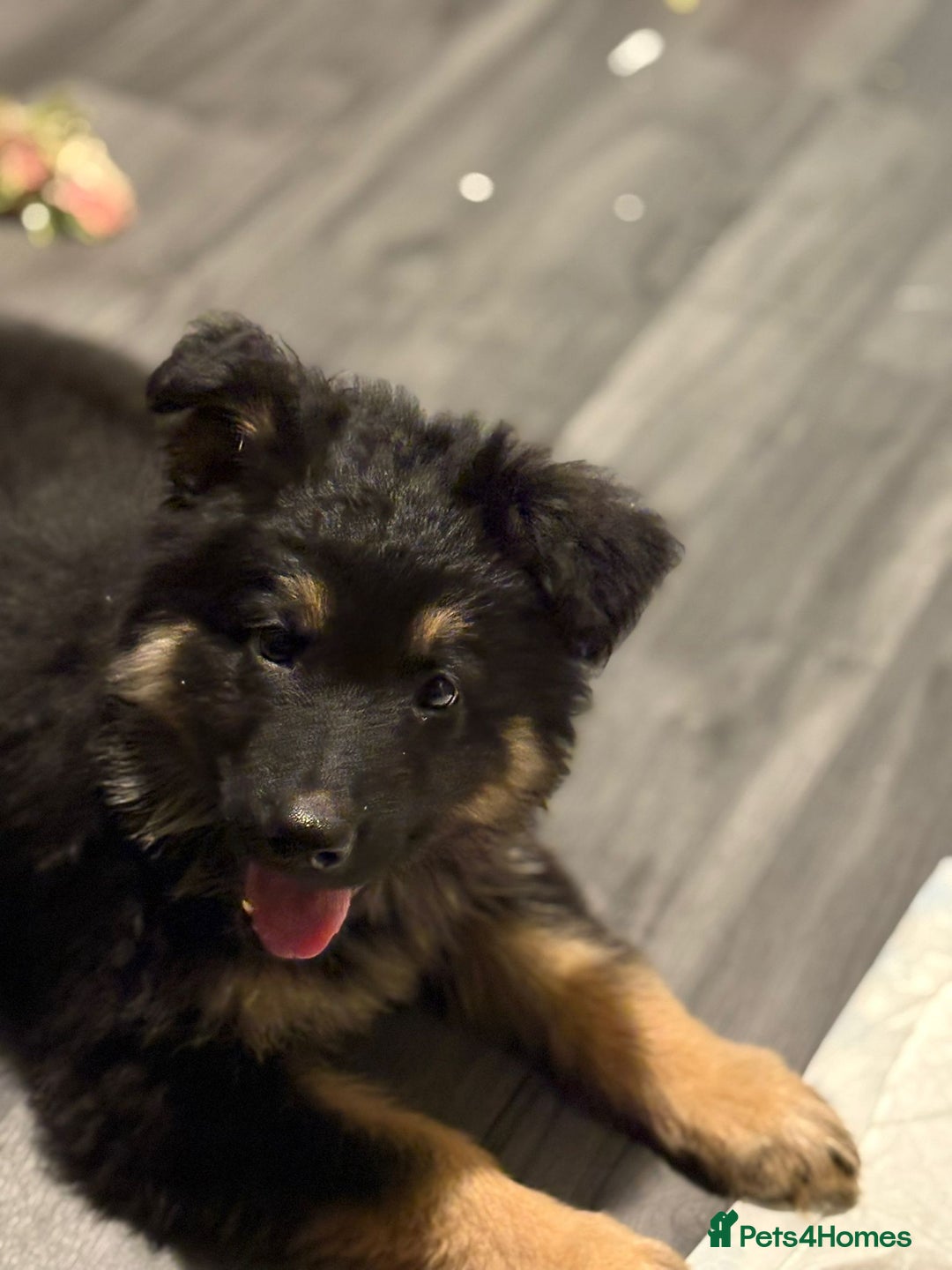 German Shepherd dogs for sale: Ready Now-KC, health Tested German Shepherd Pups - Image 21