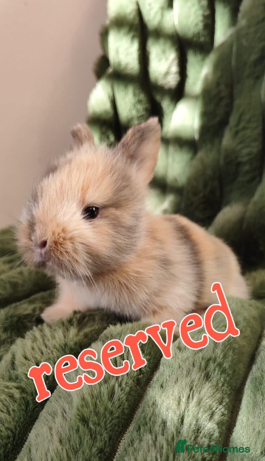 Mini Lop rabbits Mini lop/lion head new arrivals  - Advert 2