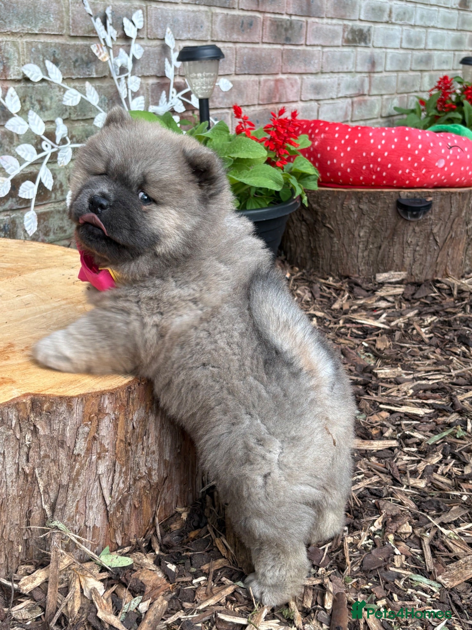 Chow Chow dogs 🧸🐾 Chow Chow puppies ready now🐾🧸 - Advert 2