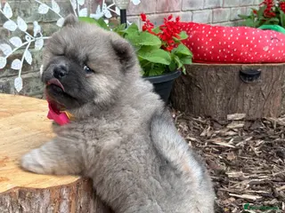 Chow Chow dogs 🧸🐾 Chow Chow puppies ready now🐾🧸 - Advert 2