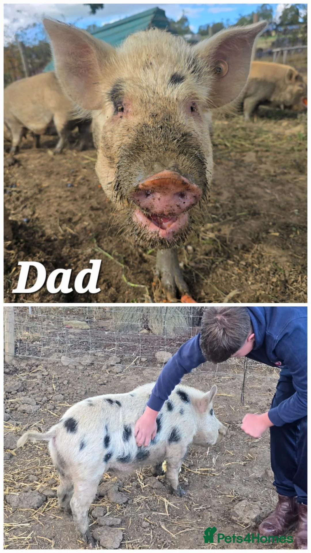 Pig livestock for sale: 🐷 MINI PIGLETS LOOKING FOR THEIR FOREVER HOMES 🐷 - Advert 13