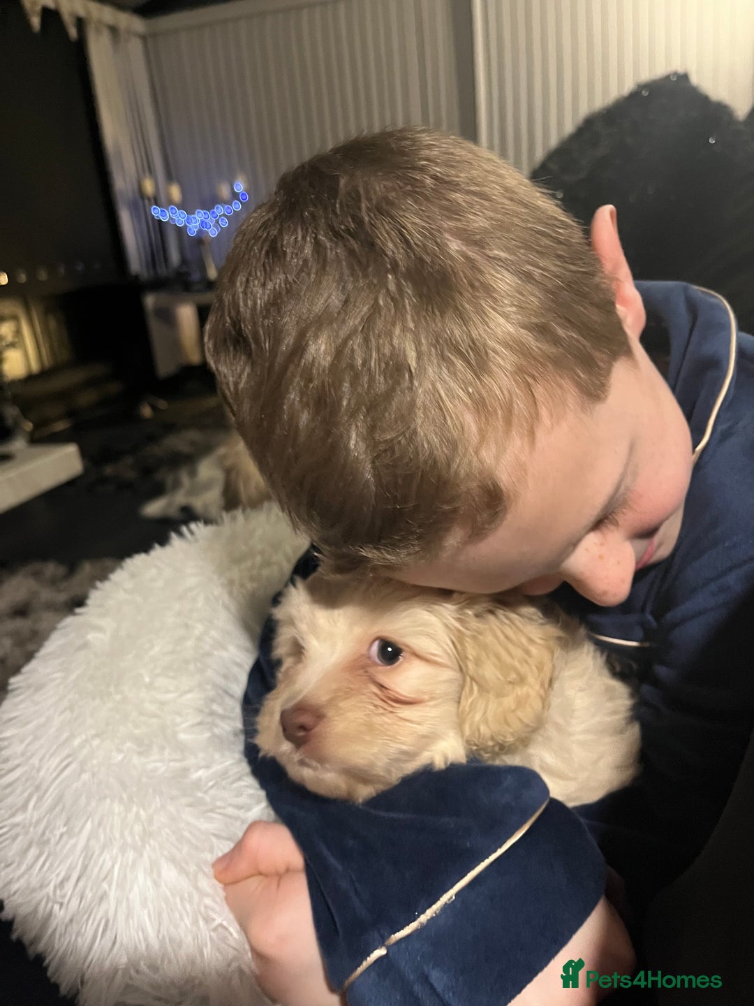 Mixed Breed dogs for sale: Amazing Shweenie girl - Advert 2