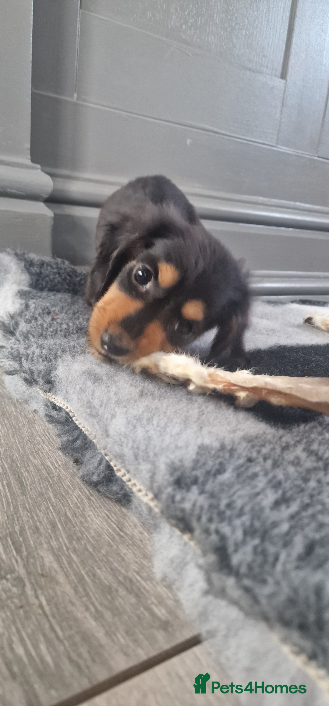 Miniature Dachshund dogs for sale: Miniature Dachshund puppies Longhaired & Smooth  - Image 5