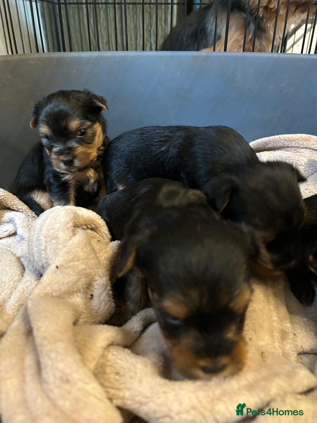 Yorkshire Terrier dogs for sale: 5 Full pedigree Yorkshire terrier pups - Advert 7