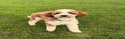 Standard Poodle dogs for stud: Red & White Tuxedo Poodle Stud  - Advert 2