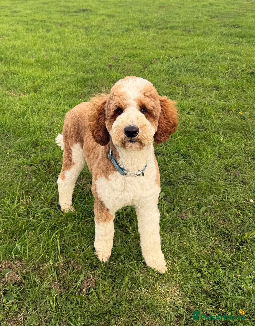 Standard Poodle dogs for stud: Red & White Tuxedo Poodle Stud  - Advert 2