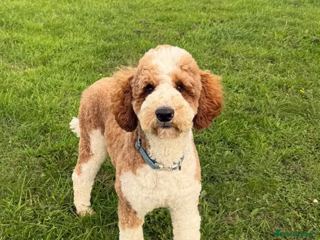 Standard Poodle dogs for stud: Red & White Tuxedo Poodle Stud - Advert 2