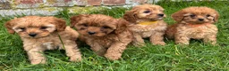 Cavapoo dogs for sale: Special Red F1 Cavapoo Puppies KC Parents DNA Test - Advert 3