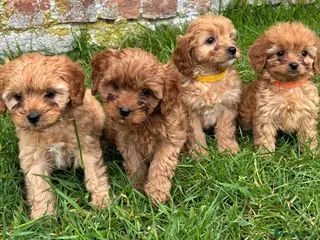 Cavapoo dogs Special Red F1 Cavapoo Puppies KC Parents DNA Test - Advert 13