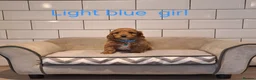 Cavapoochon dogs for sale: Beautiful Cavapoochons puppies - Advert 35