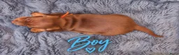 Miniature Dachshund dogs for sale: ❤️KC registered 8 Miniature Dachshund Puppies ❤️ - Advert 6