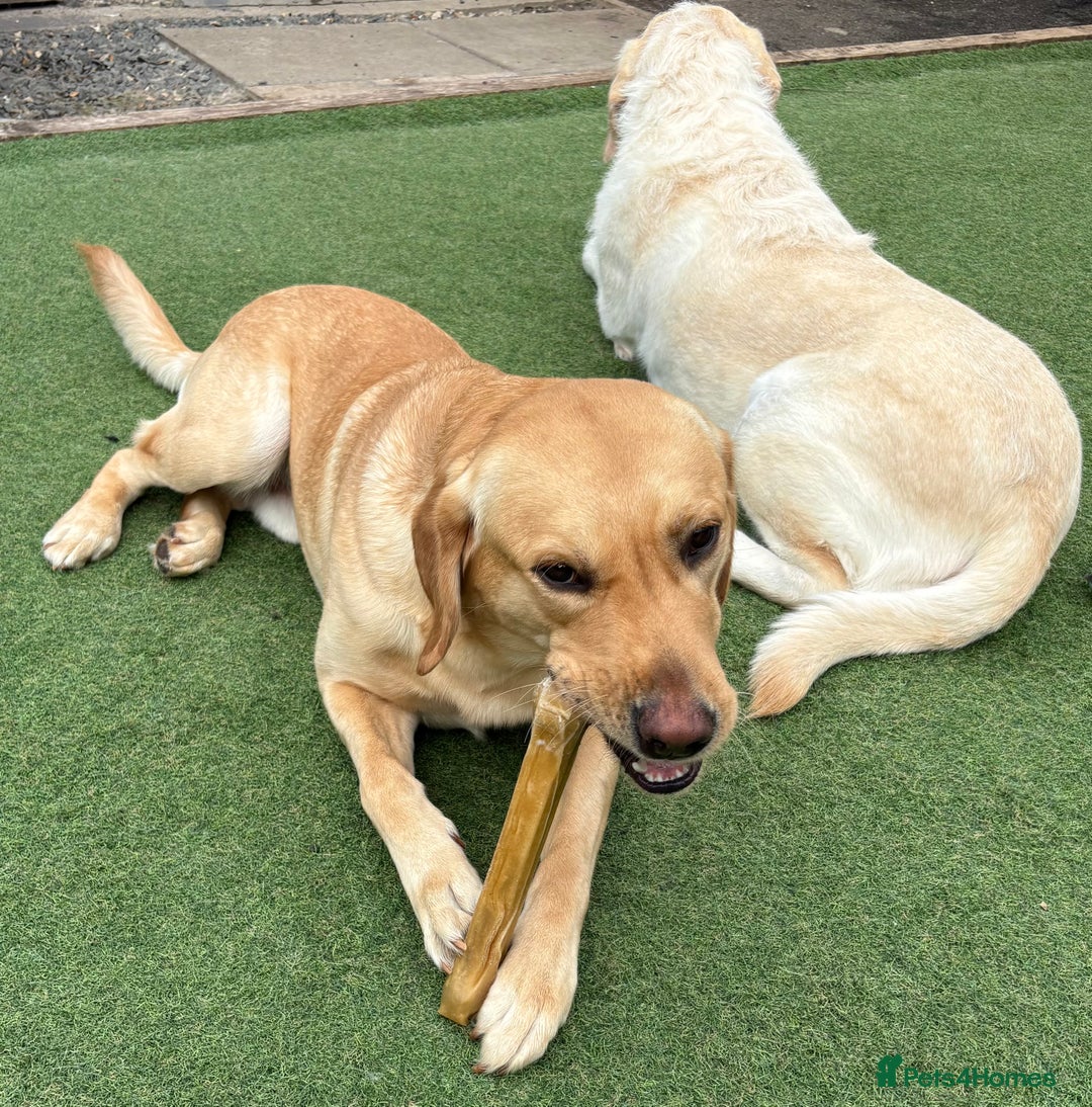 Goldador dogs for sale: Goldador Mix Puppies for sale - Advert 7