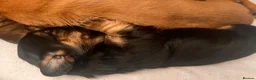 Mixed Breed dogs for sale: Miniature Daschund x 1/8th Border Terrier Puppies in Grantham - Advert 7