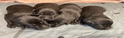 Labrador Retriever dogs for sale: Litter of KC Reg Pups from Health Tested Parents - Advert 4