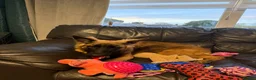 Mixed Breed dogs for sale: My beautiful lola - Advert 7
