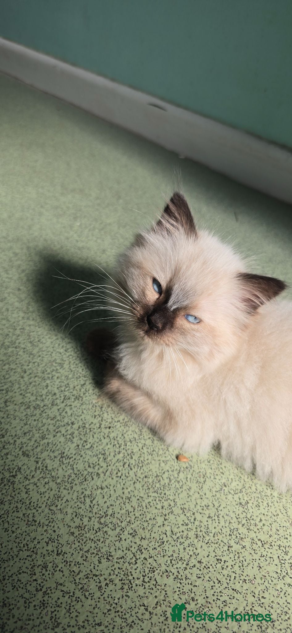 Ragdoll cats One Female Ragdoll Kitten left - Advert 1