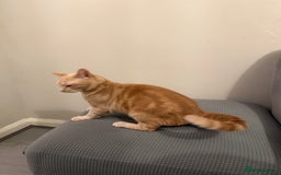 Mixed Breed cats for sale: Energetic Orange Tabby Mix Looking for a  Home  - Image 9