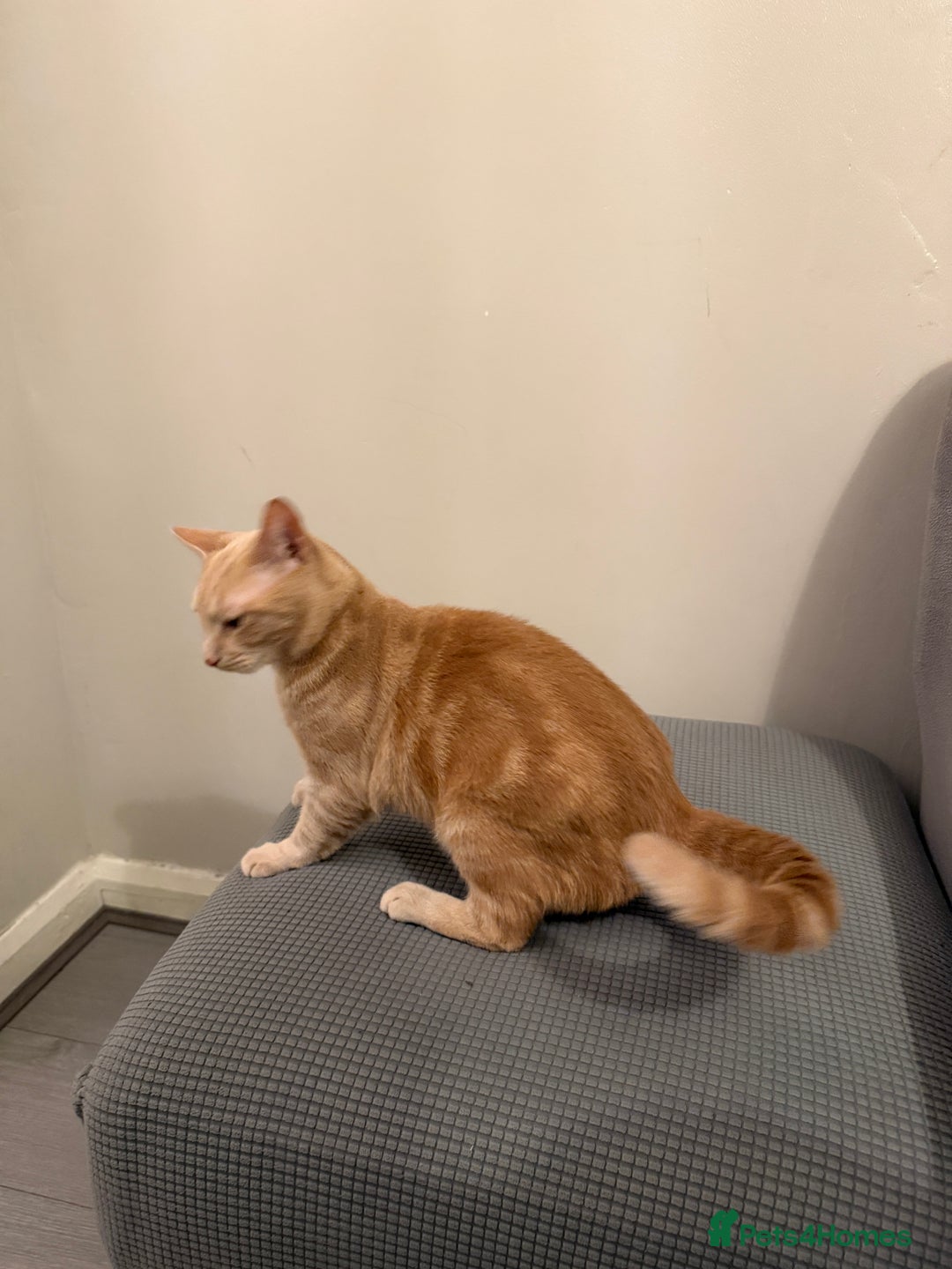 Mixed Breed cats for sale: Energetic Orange Tabby Mix Looking for a  Home  - Image 9