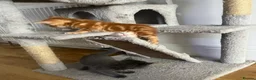Mixed Breed cats for sale: 4Maine Coon Cross Male Kittens Need Loving Homes . - Advert 9