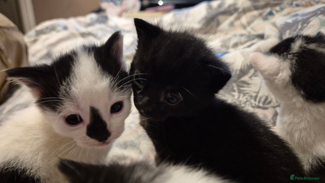 Domestic Shorthair cats for sale: Beautiful 10 week, black and white female kitten - Advert 6