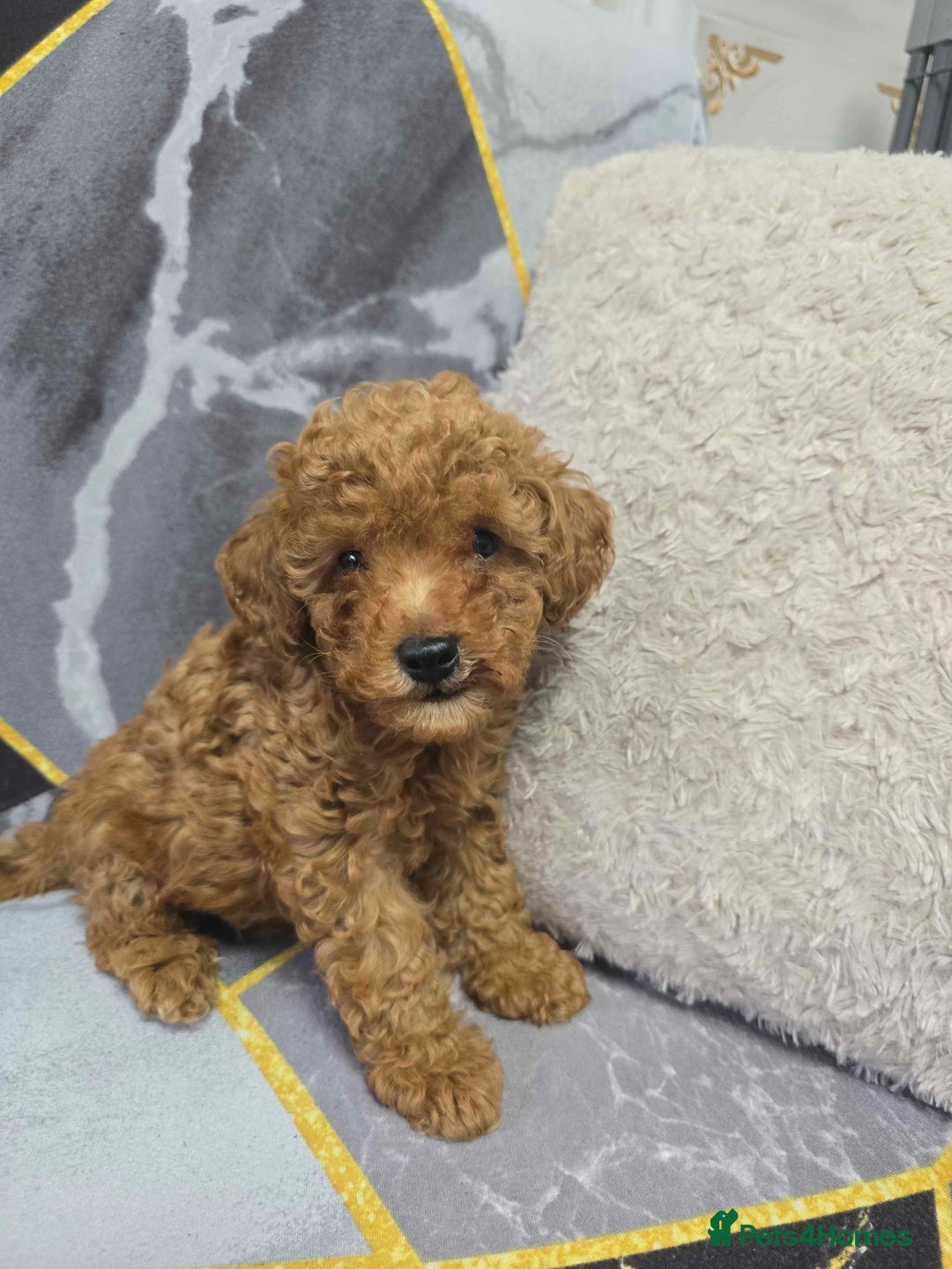 Toy Poodle dogs for sale: 3 Stuninngly cute red toy poodle puppies - Advert 12