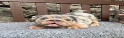 English Bulldog dogs for sale: Beautiful English bulldog puppies - Advert 6