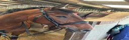 Other Breed horses for sale: Looking for companion home/broodmare - Advert 6