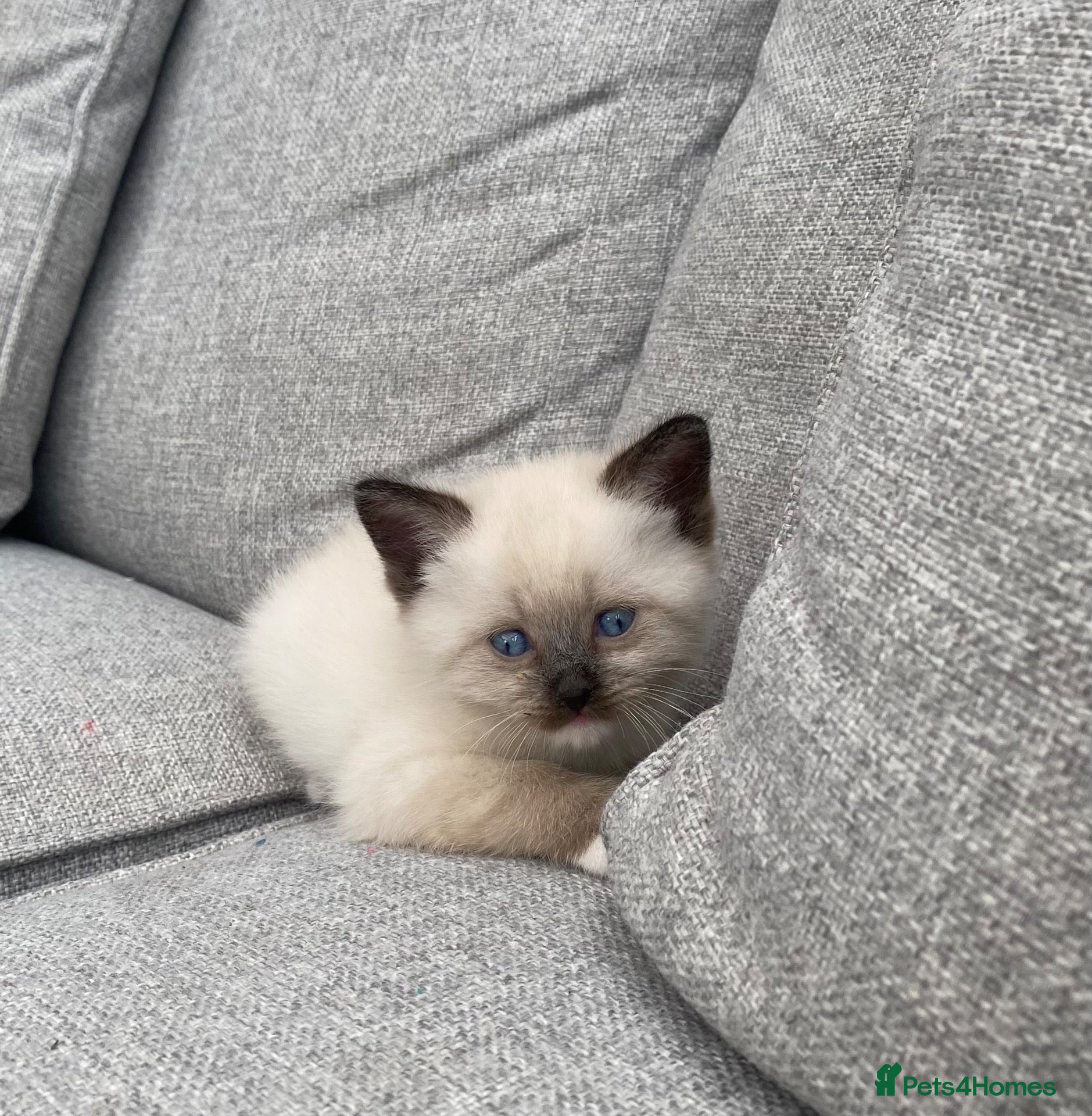 Mixed Breed cats Gorgeous kittens needing loving homes - Advert 1