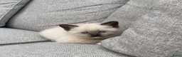 Mixed Breed cats for sale: Gorgeous kittens needing loving homes - Advert 1