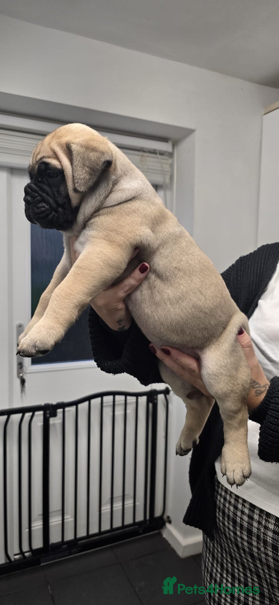 Bullmastiff dogs for sale: Bullmastiff Puppies  - Image 23