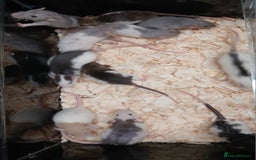 Rat rodents for sale: Baby Dumbo Rat's Males & Females - Image 10